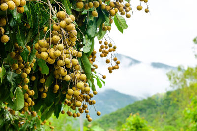 Close-up of fruits growing on tree