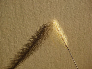 Close-up of feather against wall