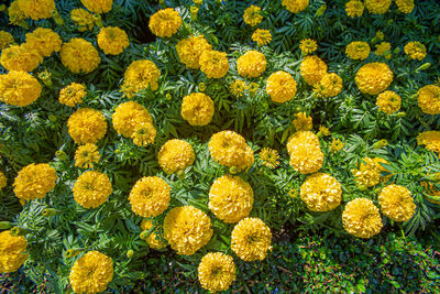 Beautiful marigold flowers in garden