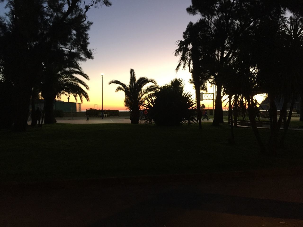 tree, palm tree, silhouette, sunset, tranquility, tranquil scene, scenics, growth, beauty in nature, clear sky, nature, tree trunk, sky, idyllic, water, dusk, outdoors, beach, no people, orange color