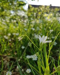 Close-up of plant growing outdoors