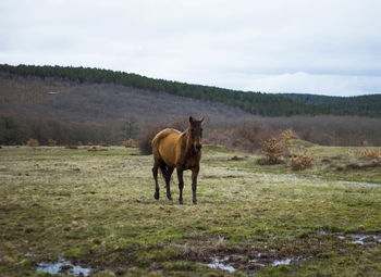 Portrait of horse standing on grassy field against mountain