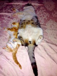 Dog resting on tiled floor