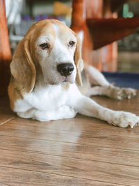 Portrait of dog relaxing on floor at home