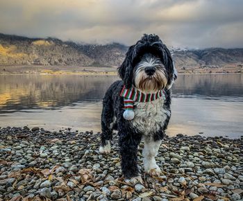 Portuguese water dog wearing a christmas scarf at the lake. 