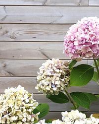 Close-up of fresh white hydrangea flowers on wood