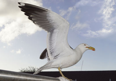 Low angle view of seagull flying