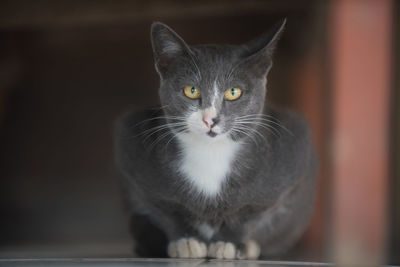 Close-up portrait of cat