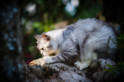 Close-up of cat relaxing outdoors