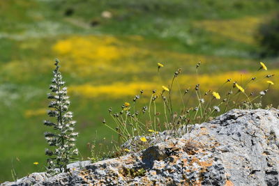 Close-up of yellow flowers blooming on field