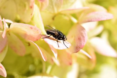Close-up of bee pollinating on flower