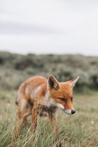 Close-up of fox on field