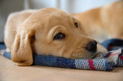 Close-up of yellow labrador retriever lying on carpet