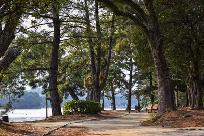 View of trees in park