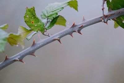 Close-up of thorns on plant stem