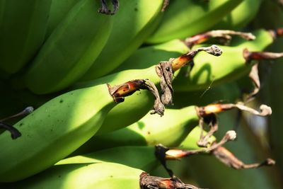 Close up of green bananas