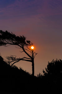 Low angle view of silhouette trees against sky during sunset