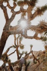 Low angle view of palm trees against sky