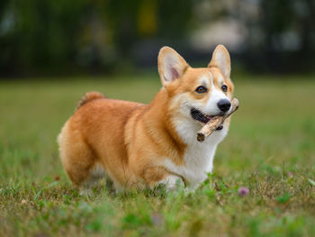 Orange and white happy corgi on a green field