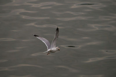 Close-up of bird flying against the sky