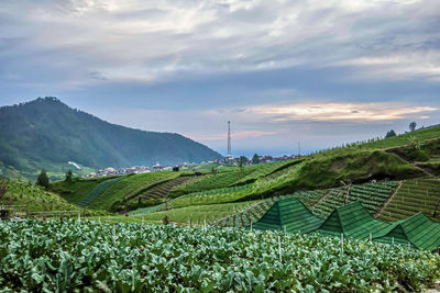Scenic view of field against sky