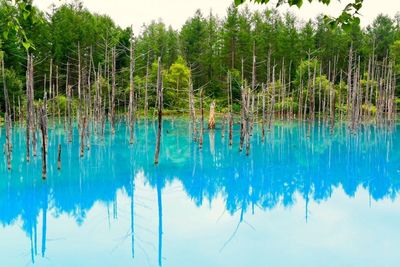 Scenic view of trees against blue sky