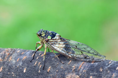 Close-up of insect on rock