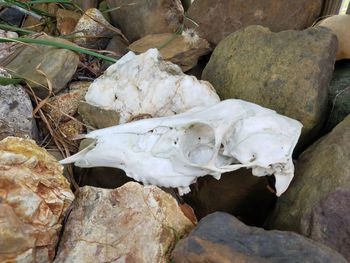 Close-up of animal skull