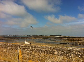 Seagull flying over sea