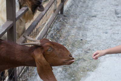 Close-up of hand feeding horse