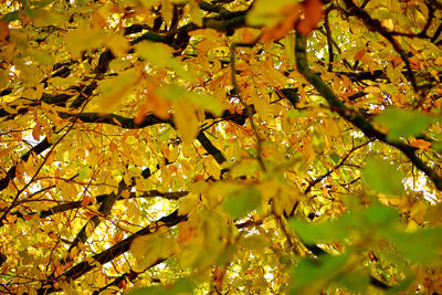 Close-up of tree in autumn leaves