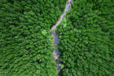 Aerial view of stream amidst green trees in forest