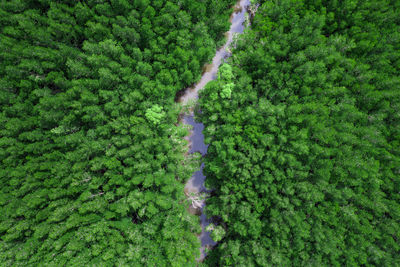 Mangrove green forest in the rainy season aerial top view perspective from drone phang nga thailand