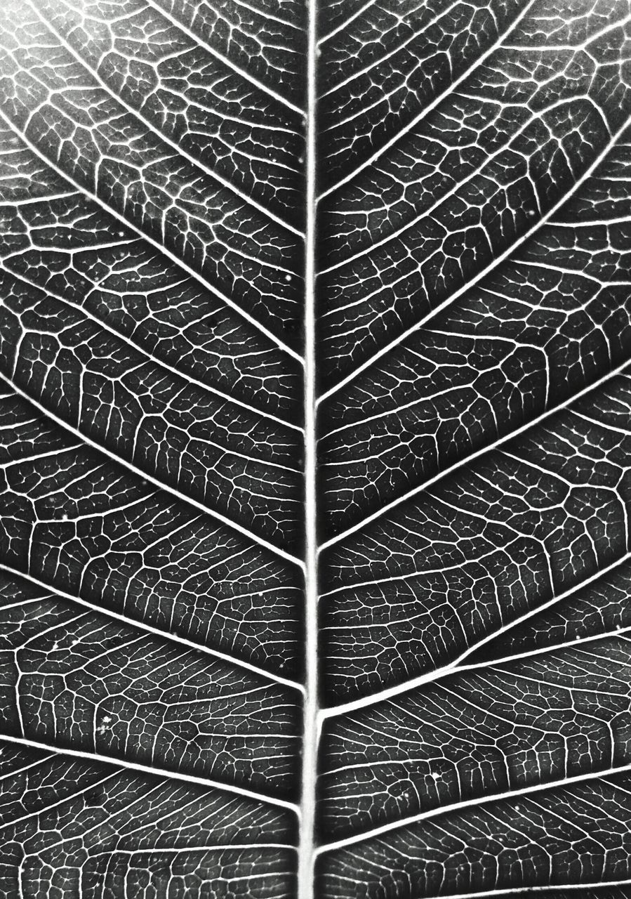 HIGH ANGLE VIEW OF LEAF