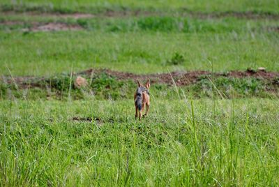 Horse in a field