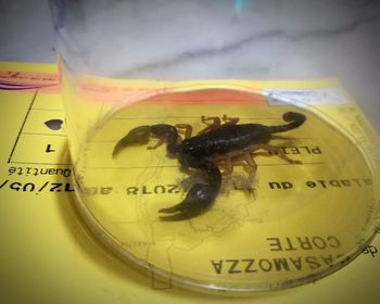 Close-up of insect on glass