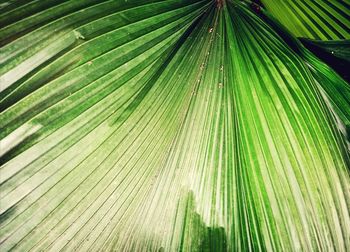 Full frame shot of palm leaves