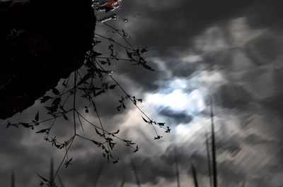 Low angle view of trees against cloudy sky