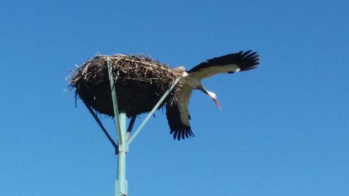 Low angle view of eagle flying against clear blue sky