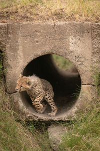 Young cheetah inside concrete pipe