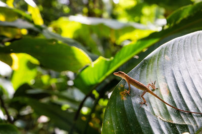 Close-up of lizard on plant