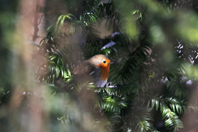 Close-up of bird perching on branch