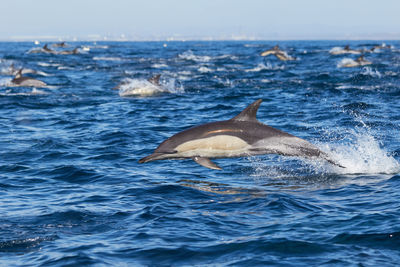 Pod of common dolphins in algoa bay, port elizabeth