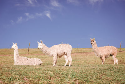 Sheep standing in a field