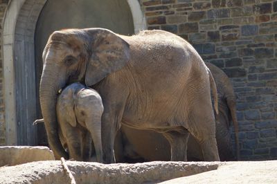 View of elephant in zoo