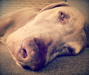 Close-up of dog resting