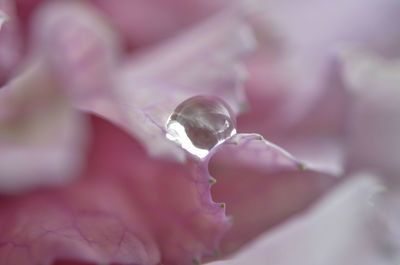 Close-up of flower against blurred background