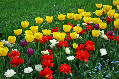 Close-up of colorful tulips in field