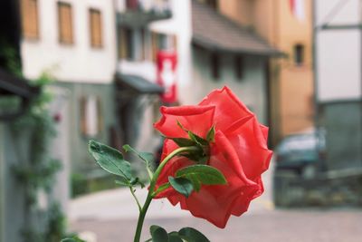 Close-up of red rose blooming outdoors