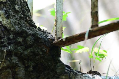 Close-up of moss on tree trunk